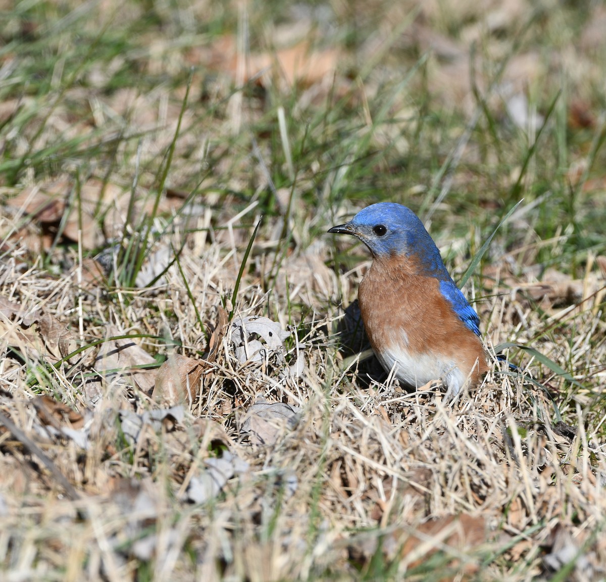 Eastern Bluebird - ML530345301