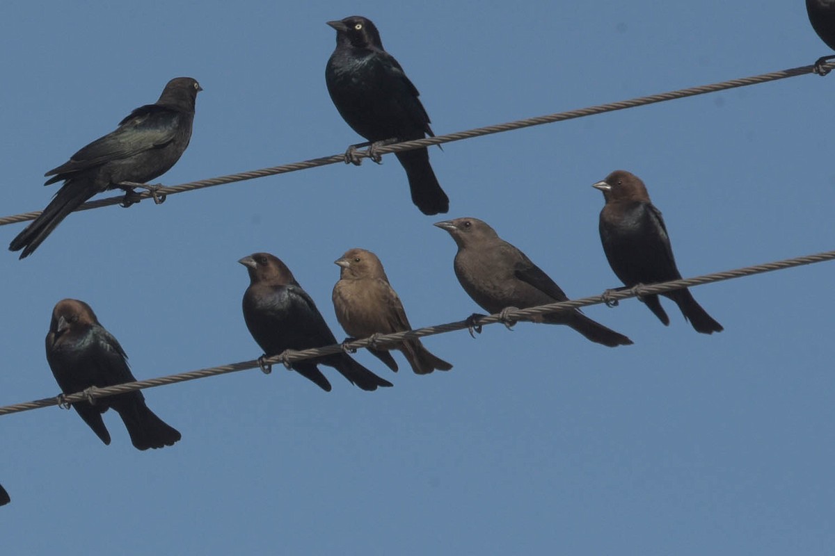 Brown-headed Cowbird - ML530345551