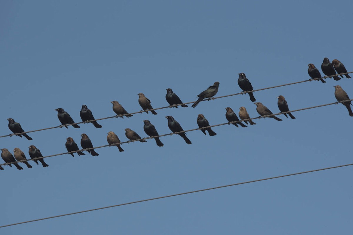 Brewer's Blackbird - ML530345591