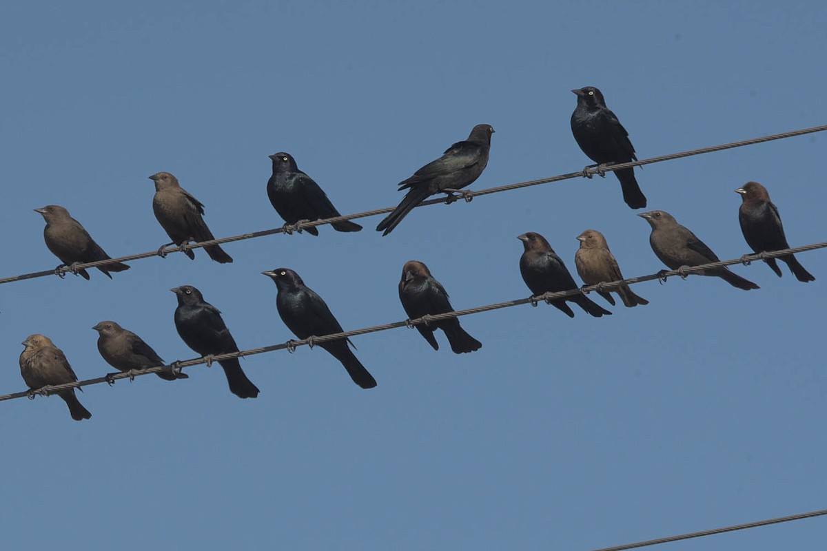 Brewer's Blackbird - ML530345601