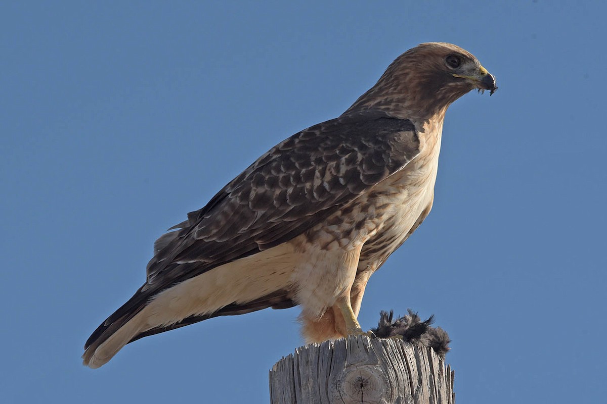 Red-tailed Hawk - ML530345701