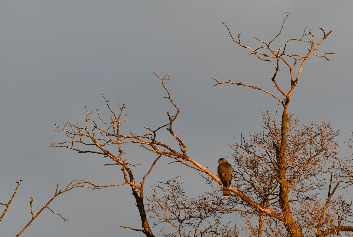 Cooper's Hawk - ML530346121