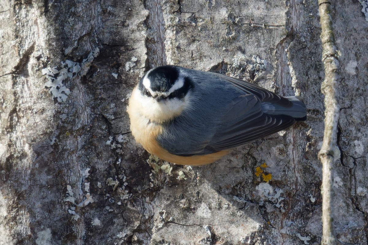 Red-breasted Nuthatch - ML530346921