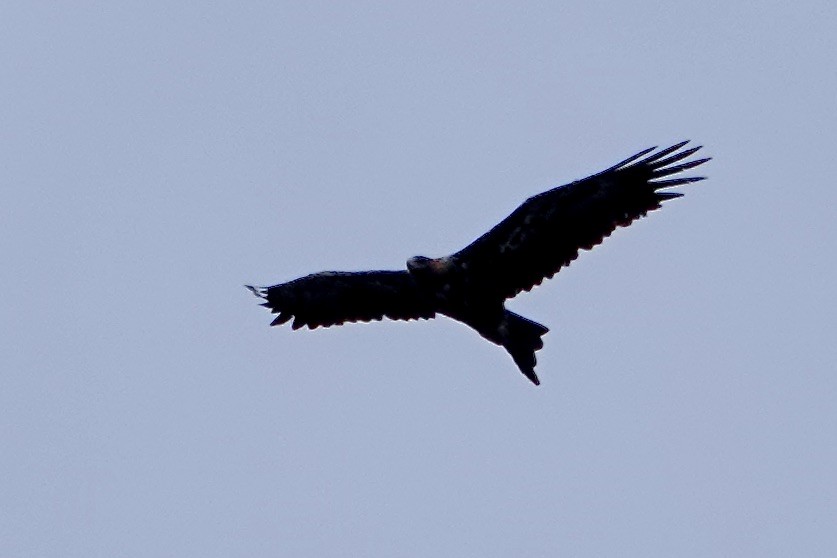 Águila Audaz - ML530348111