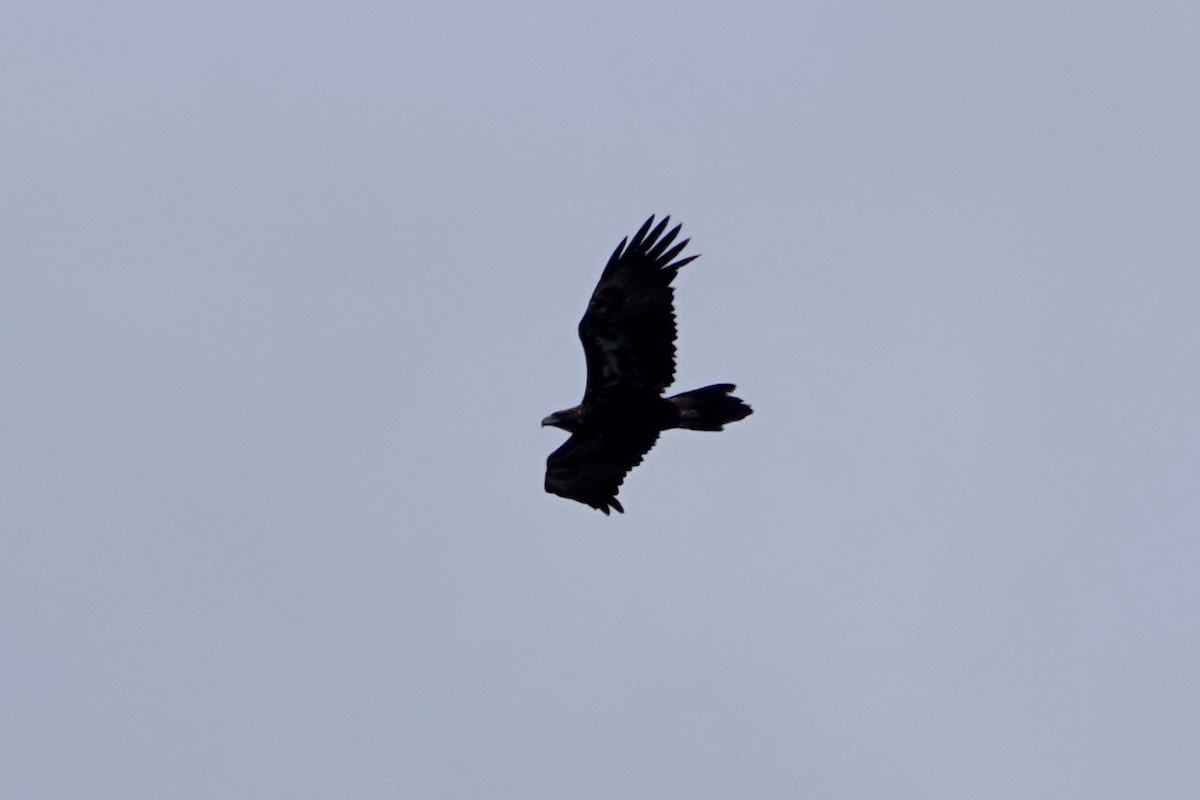 Águila Audaz - ML530348121