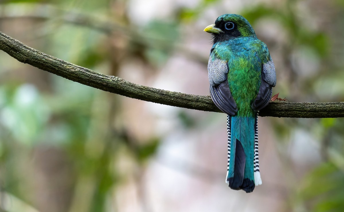 Northern Black-throated Trogon - Connor Cochrane