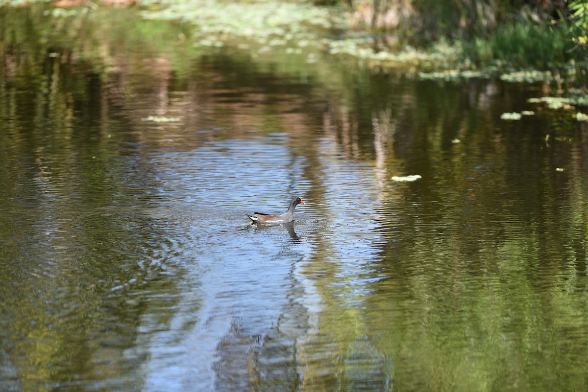 Common Gallinule - ML530350121
