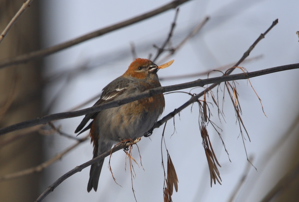 Pine Grosbeak - Michele Chartier