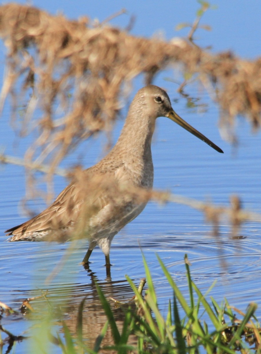 Long-billed Dowitcher - ML530350501