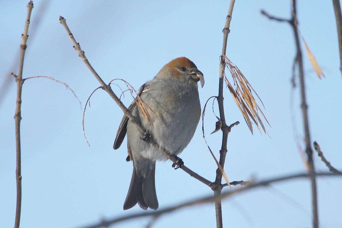 Pine Grosbeak - ML530350621