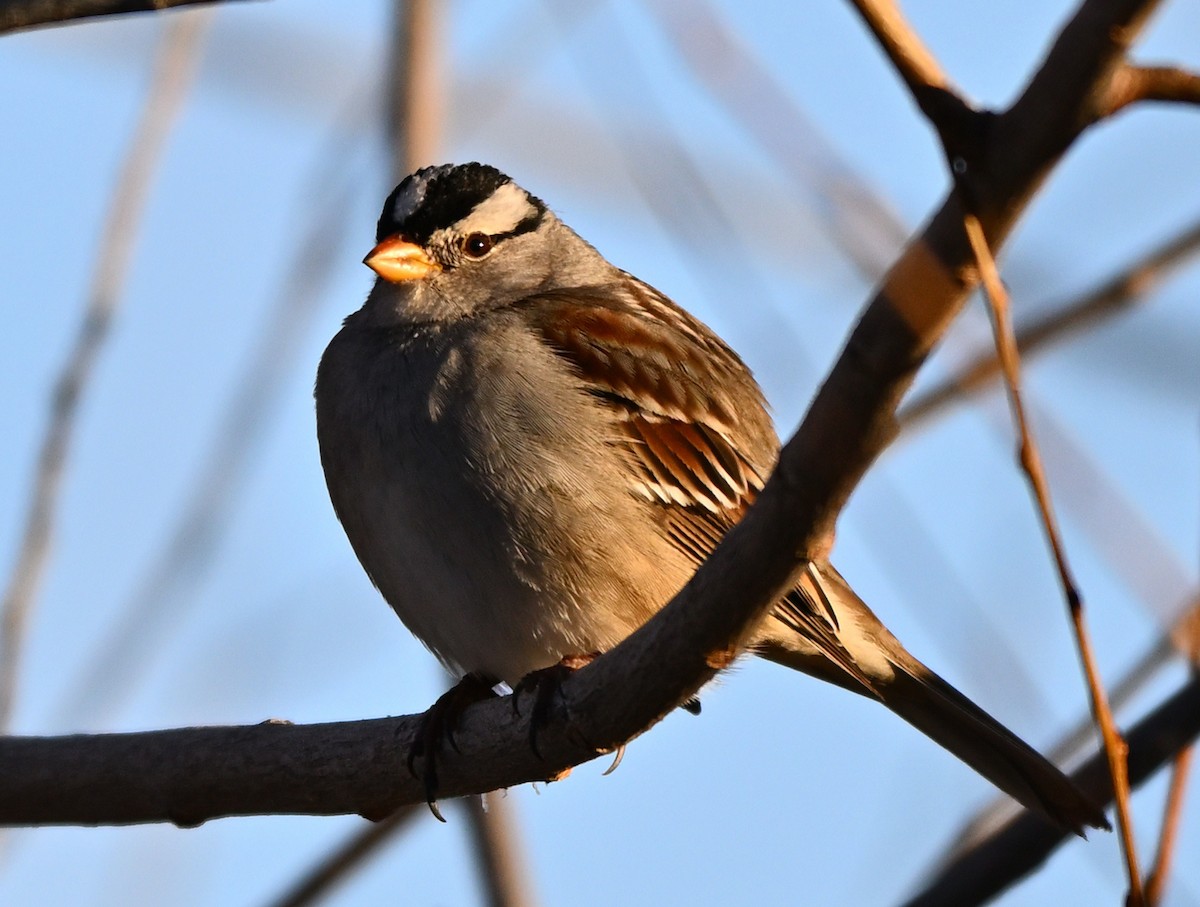 White-crowned Sparrow - ML530351551
