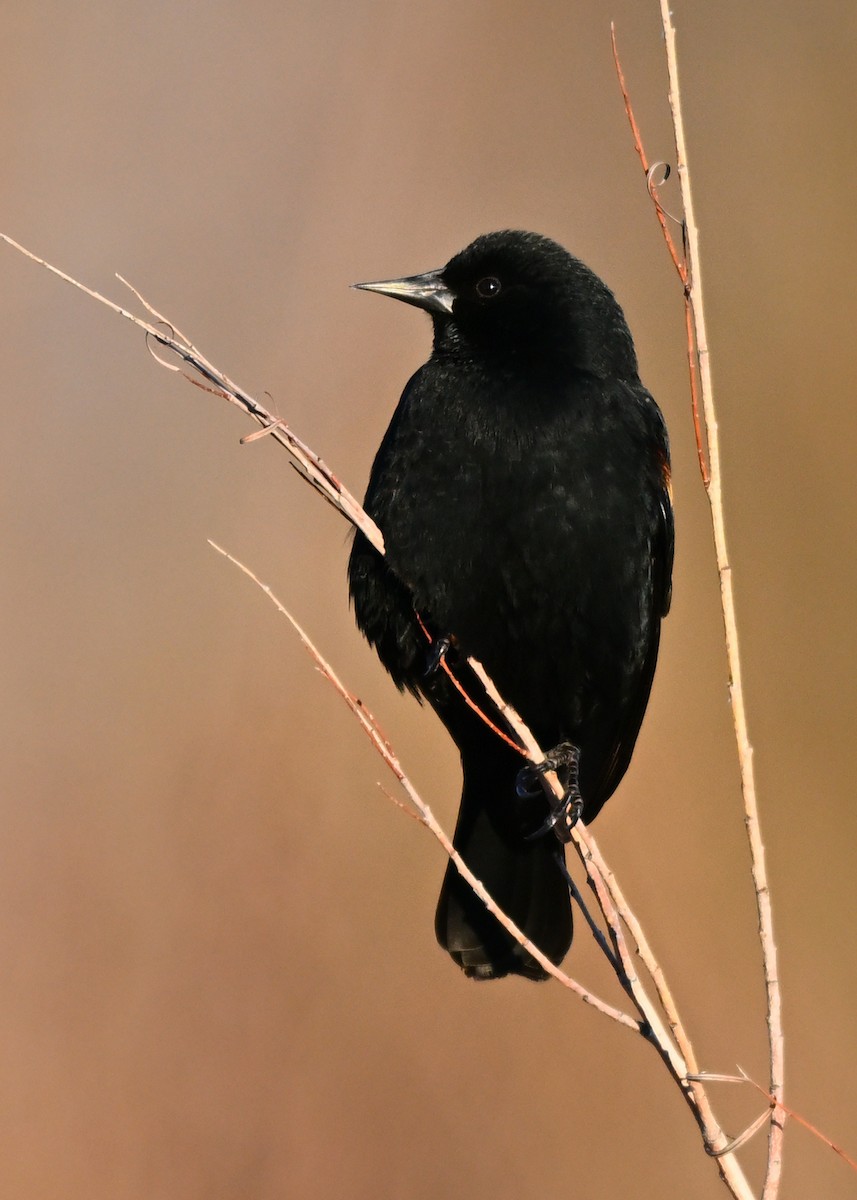 Red-winged Blackbird - ML530351801
