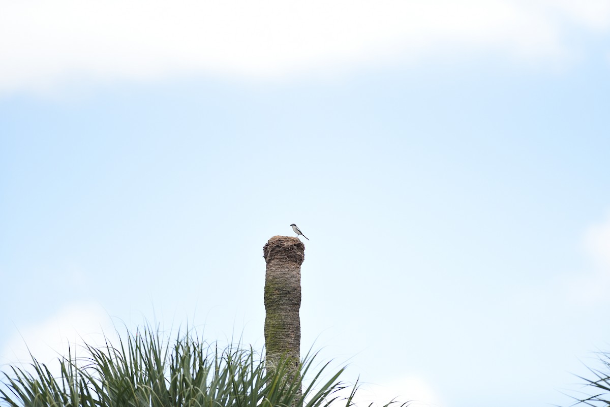 Loggerhead Shrike - ML530352591