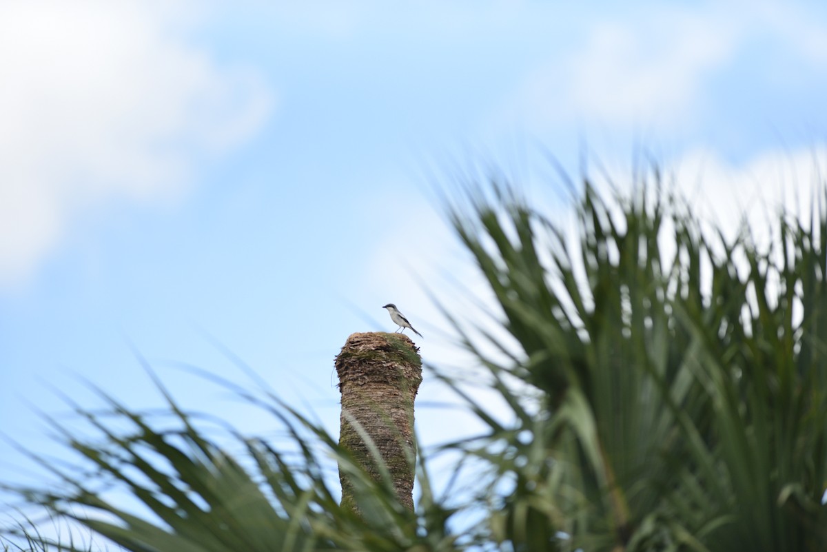 Loggerhead Shrike - ML530352721