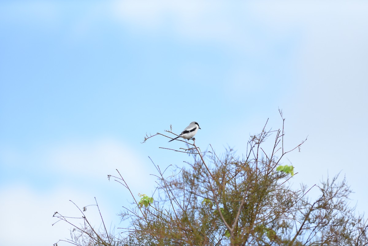 Loggerhead Shrike - ML530352821