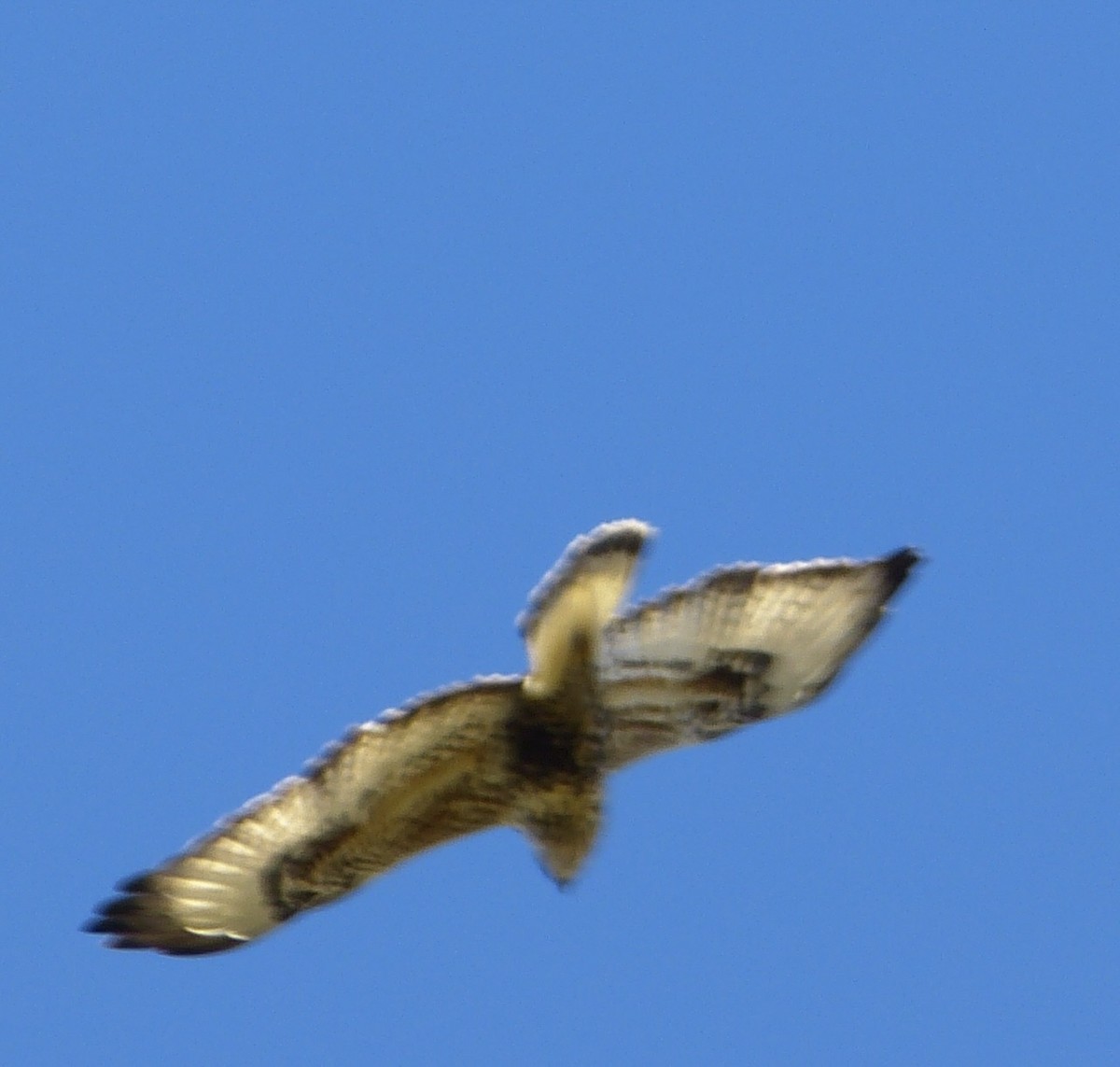 Rough-legged Hawk - Malia DeFelice