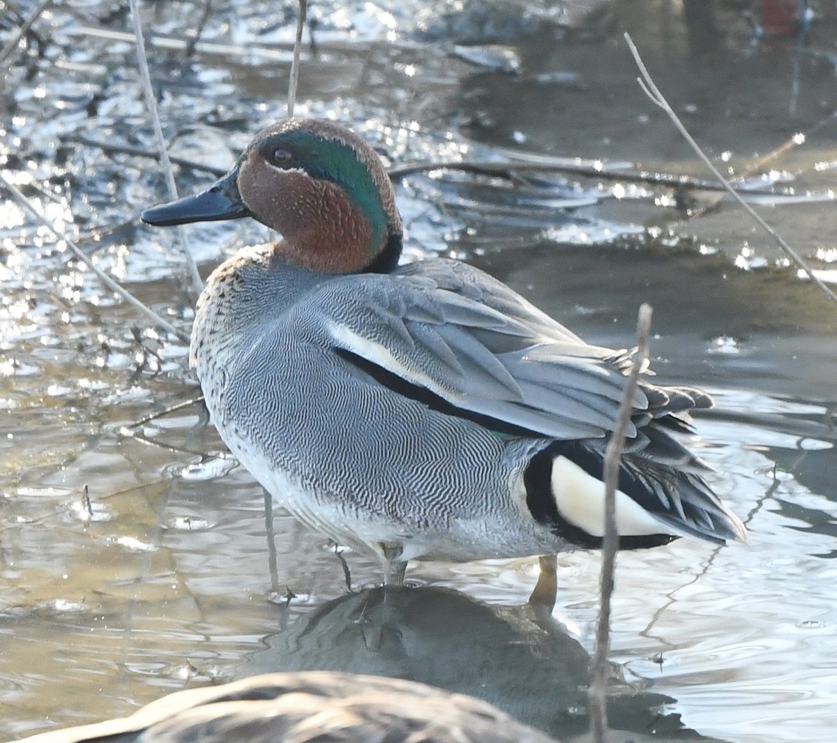 Green-winged Teal (Eurasian x American) - ML530355931