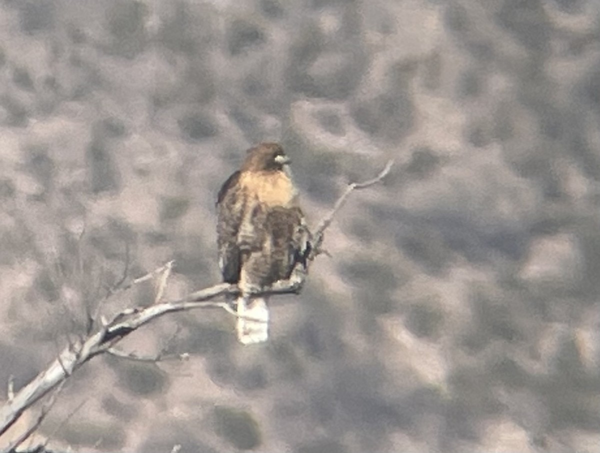 Red-tailed Hawk (calurus/abieticola) - ML530357531