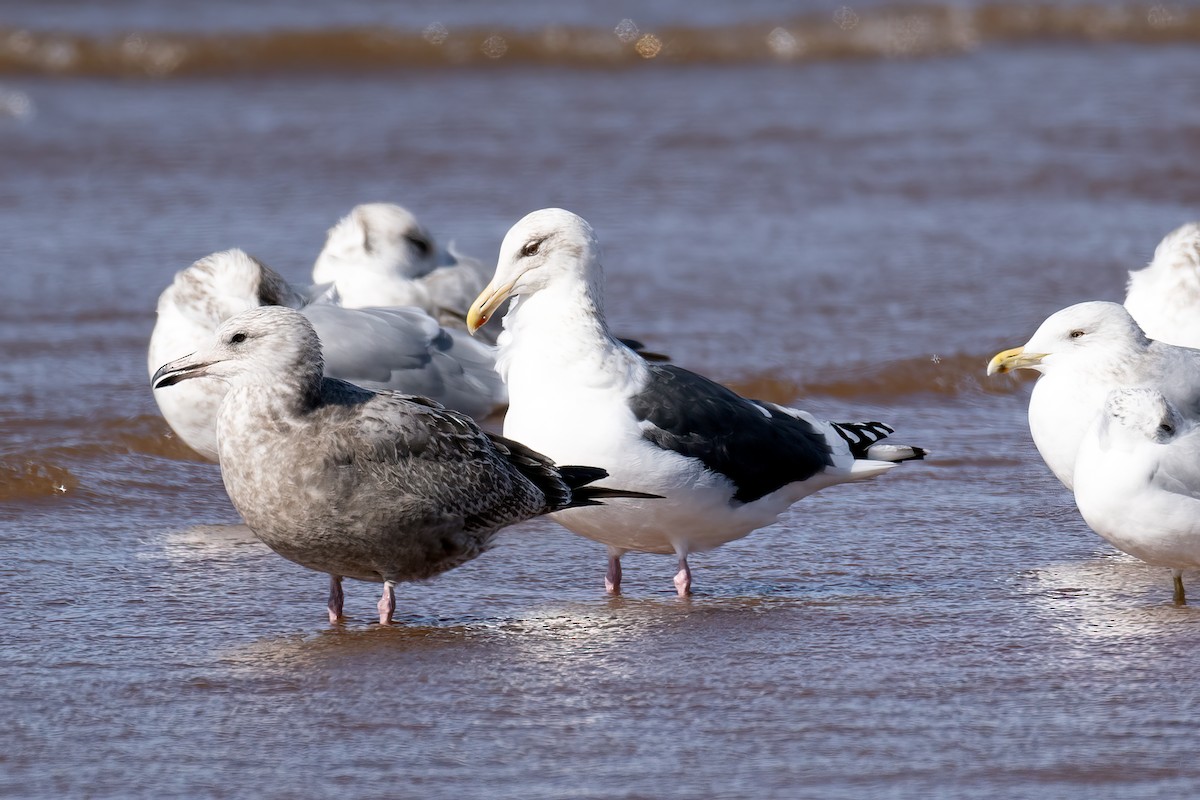 Slaty-backed Gull - Bryan Box