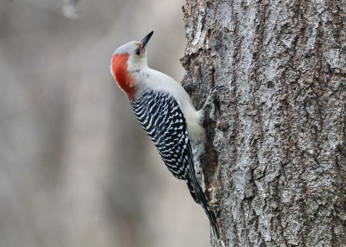 Red-bellied Woodpecker - ML530358891