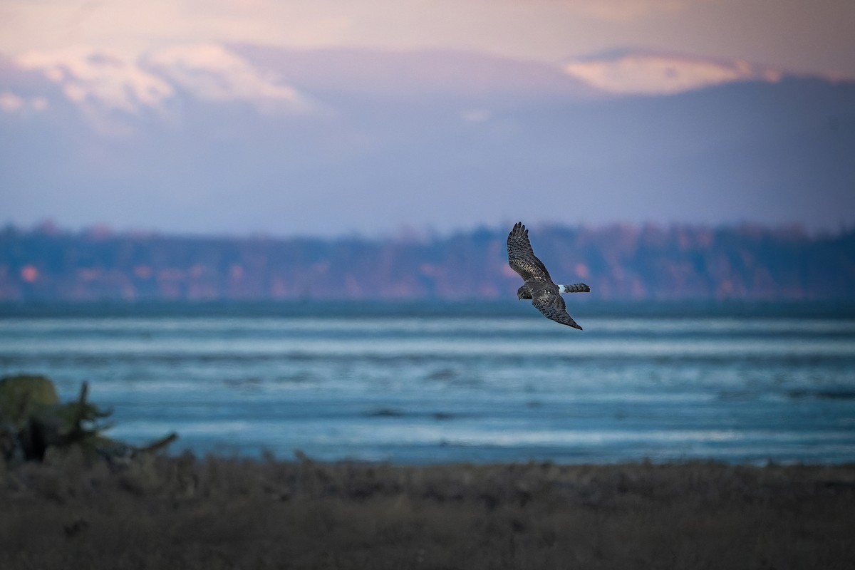 Northern Harrier - ML530359351