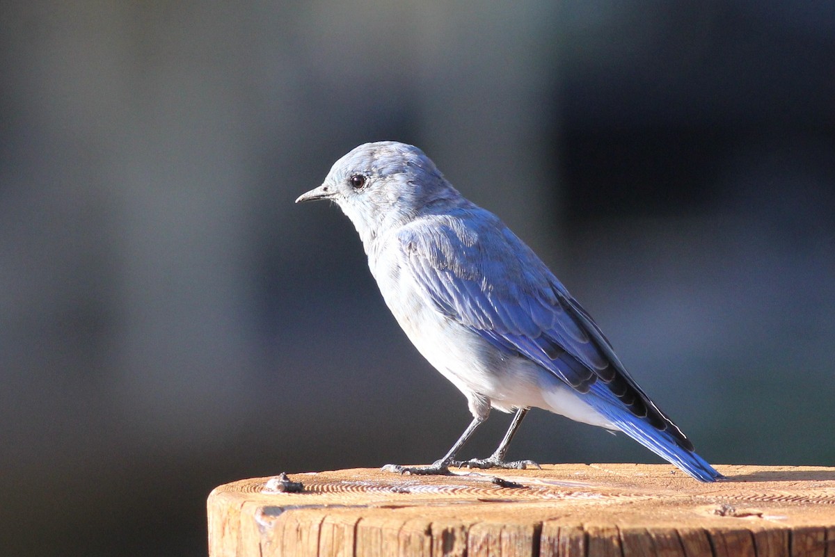 Mountain Bluebird - ML53035961