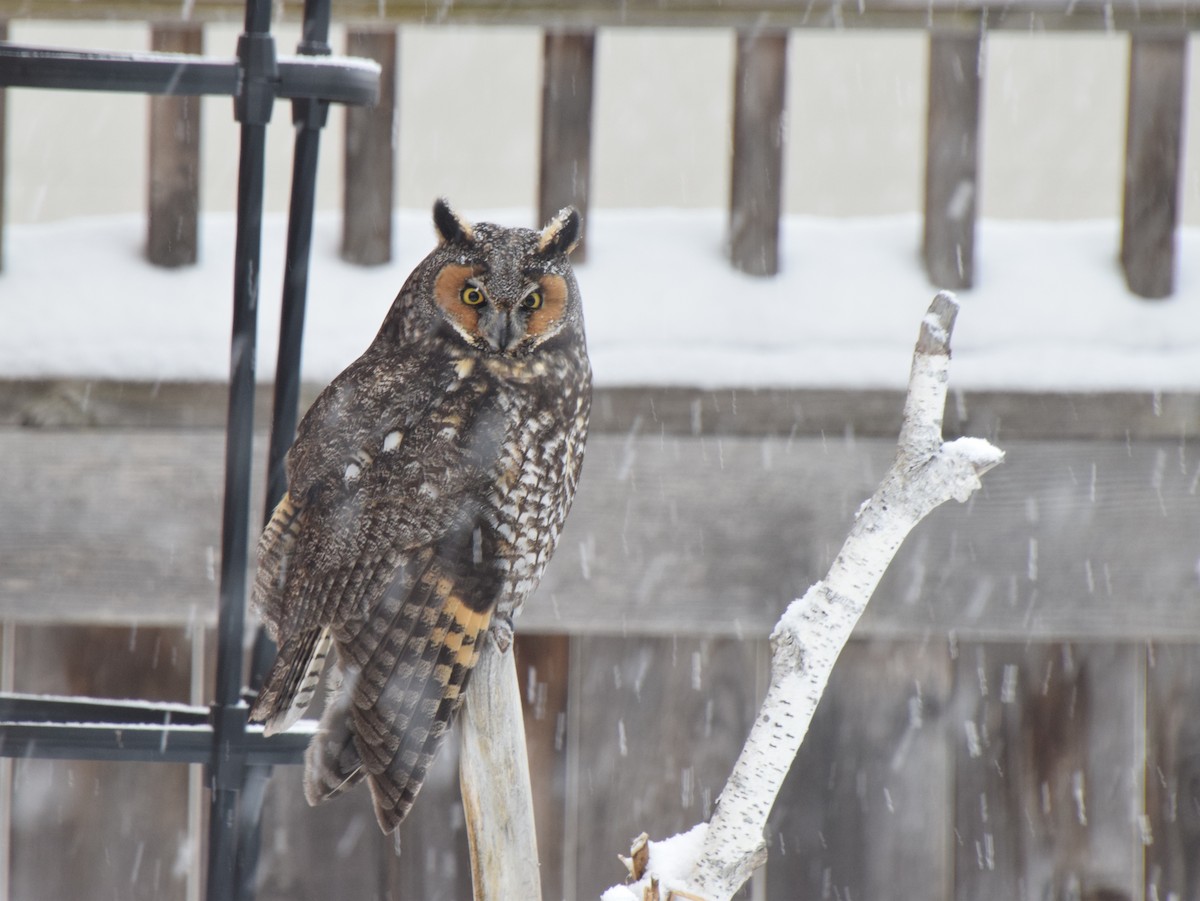 Long-eared Owl - ML530359761