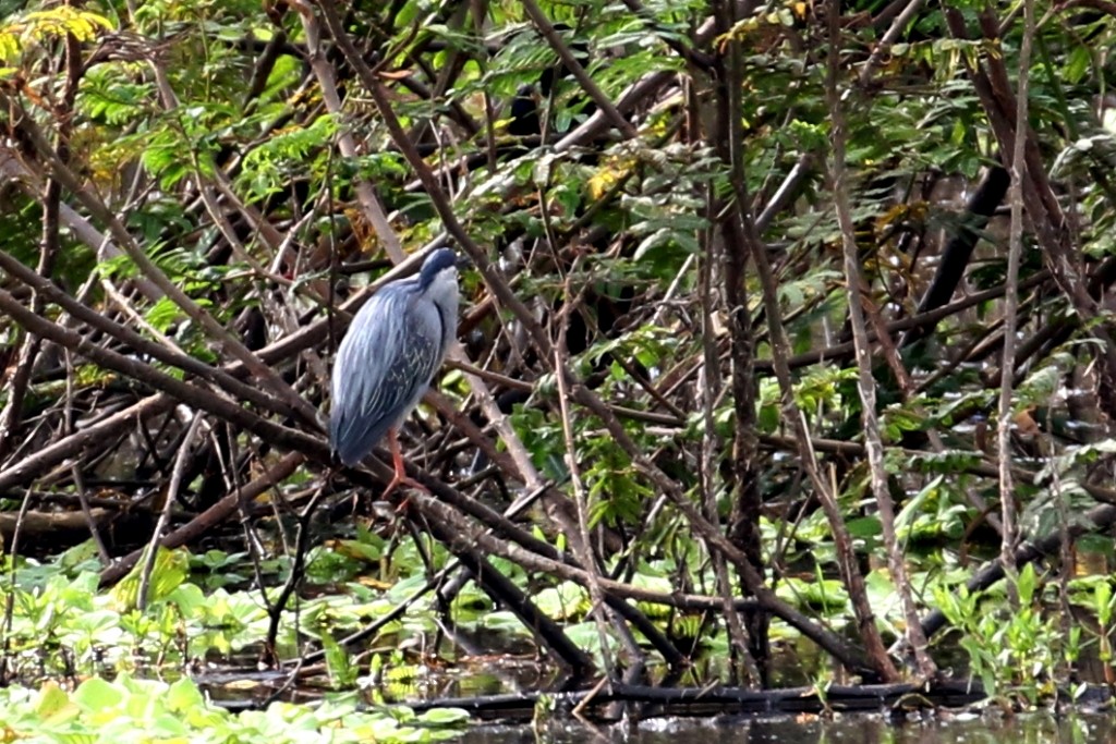 Striated Heron - ML53036211