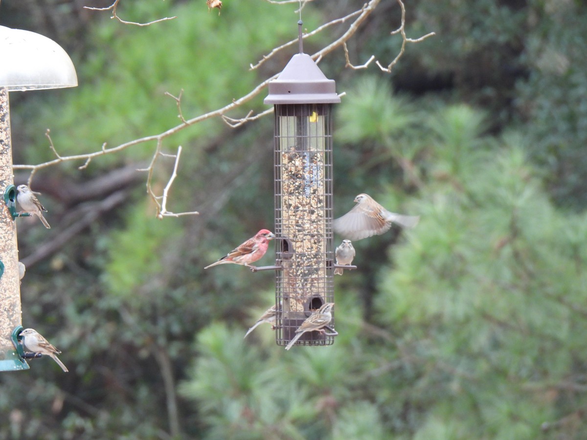 Chipping Sparrow - ML530363171