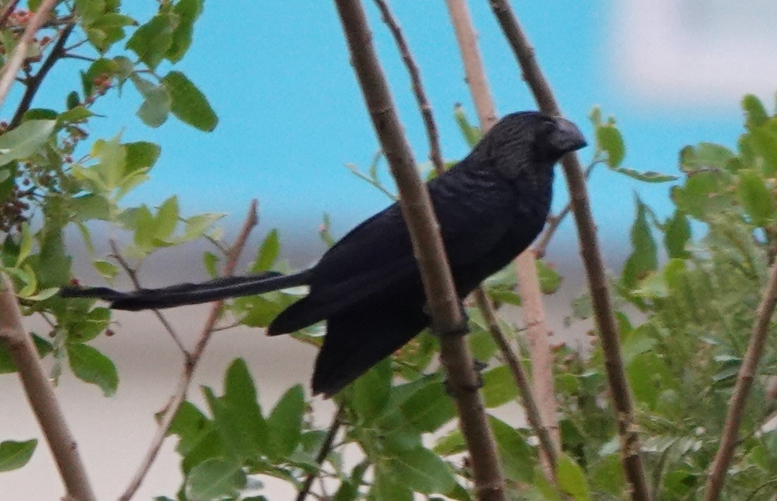 Smooth-billed Ani - ML530363701