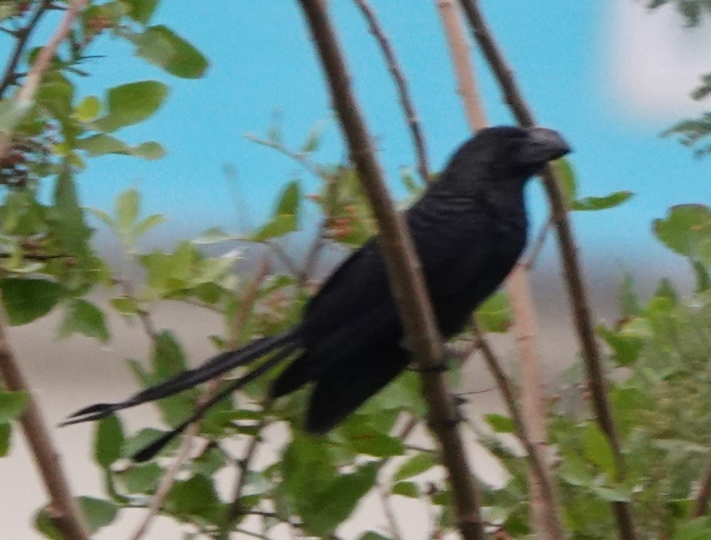 Smooth-billed Ani - ML530363711