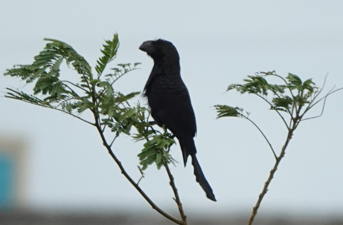 Smooth-billed Ani - ML530363731