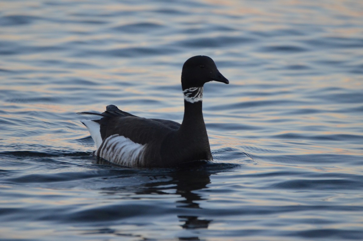 Brant (Black) - Andrew Jacobs