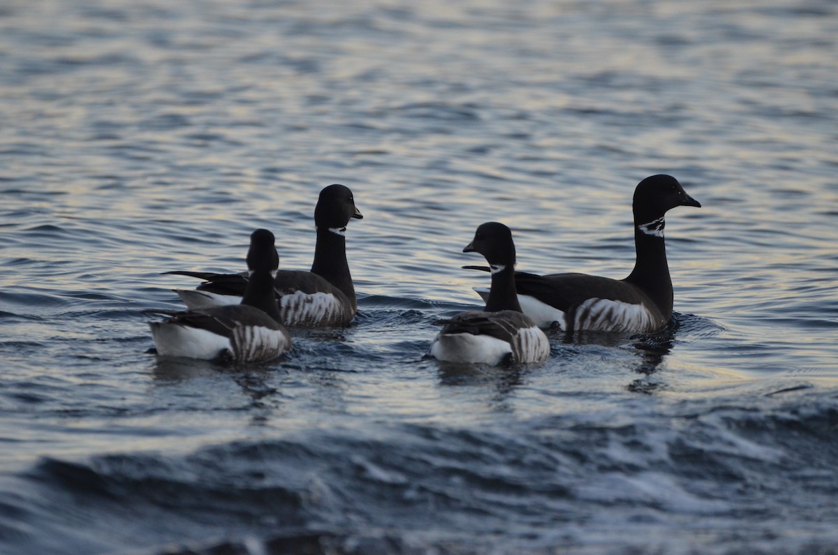 Brant (Black) - Andrew Jacobs