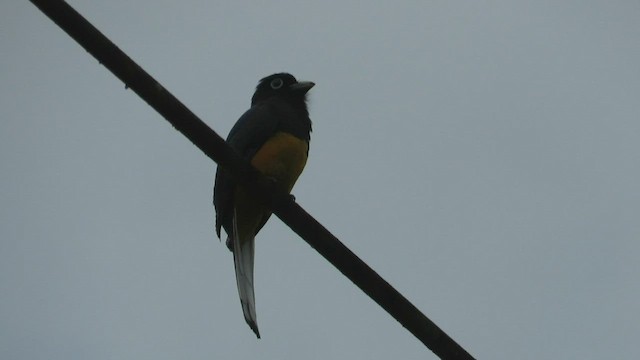 White-tailed Trogon - ML530364001