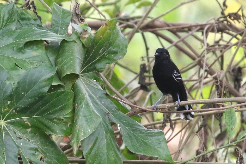 Jet Antbird - Maurice Raymond