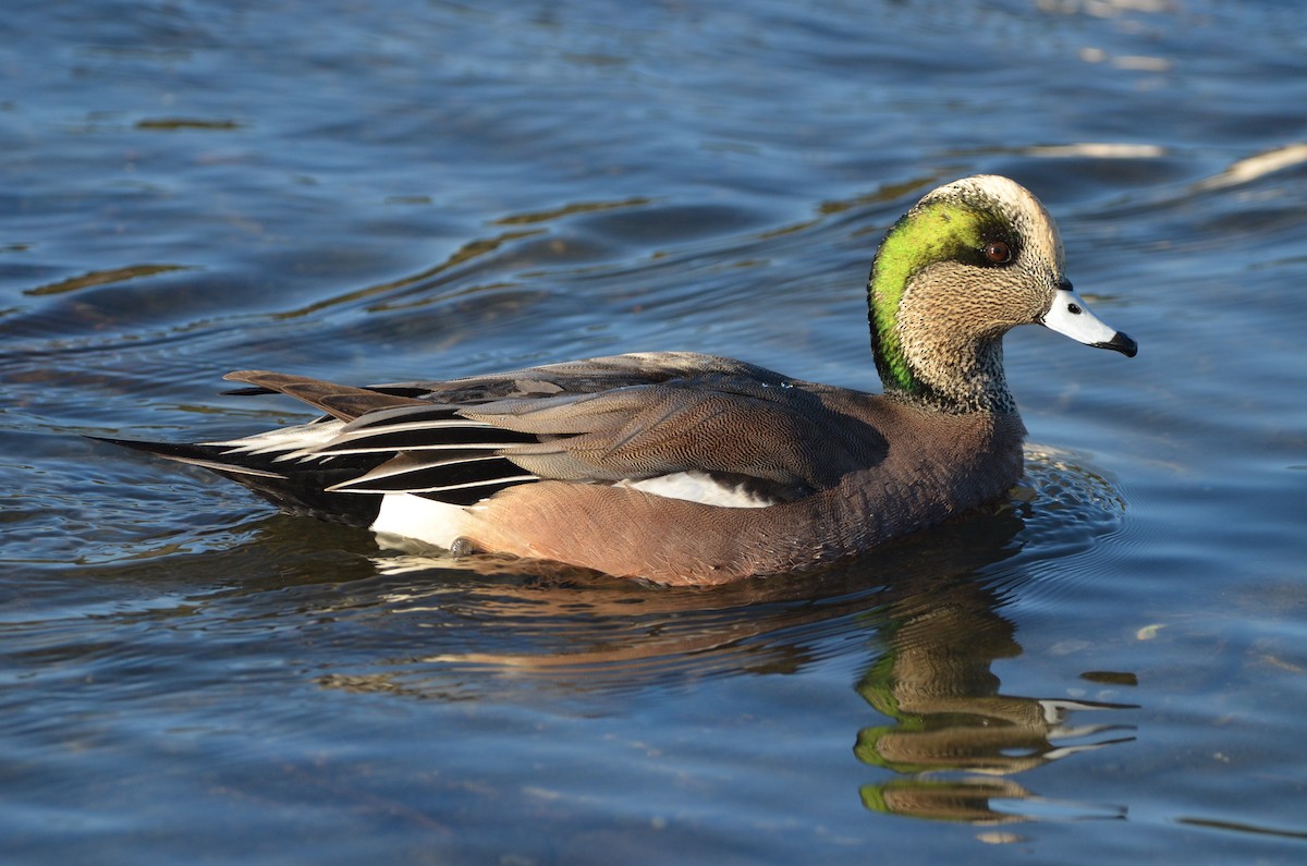 American Wigeon - Andrew Jacobs