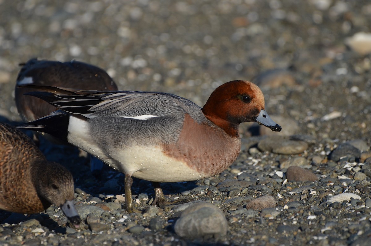 Eurasian Wigeon - Andrew Jacobs