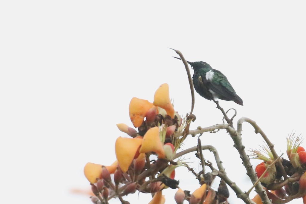 Black-throated Mango - ML53036511