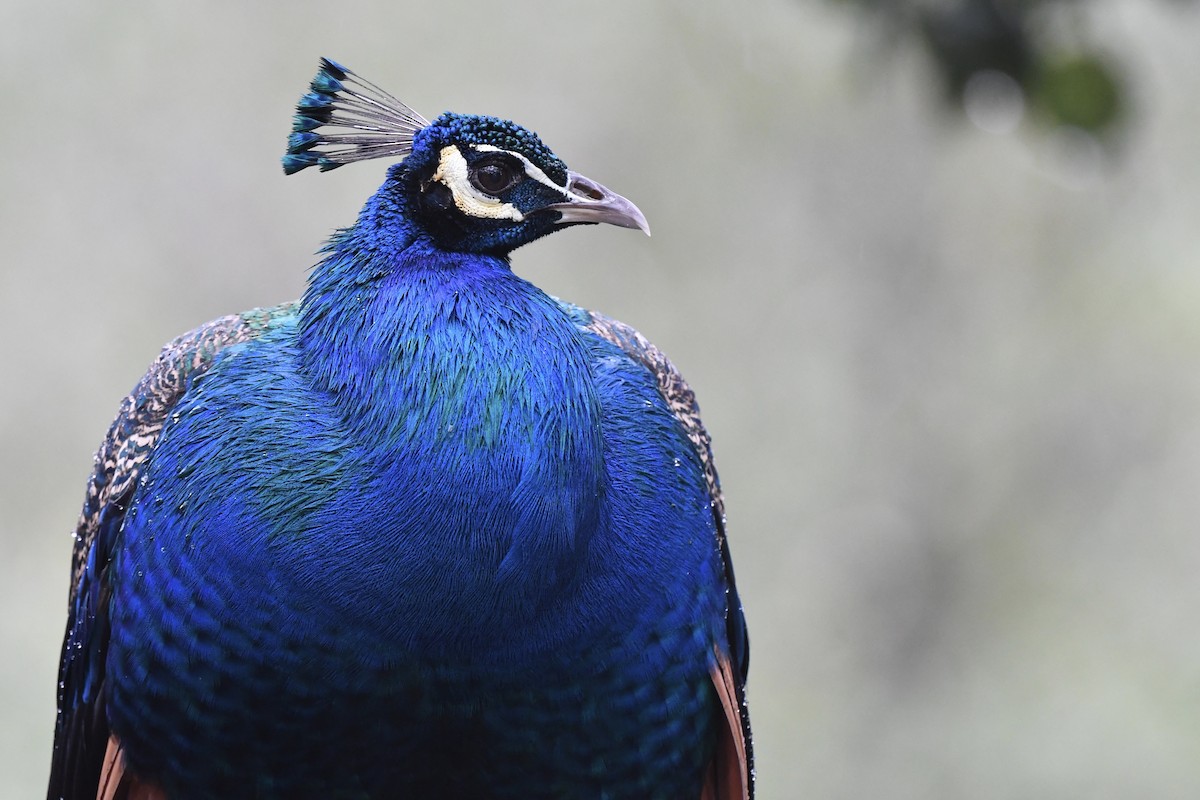 Indian Peafowl (Domestic type) - Loren Wright