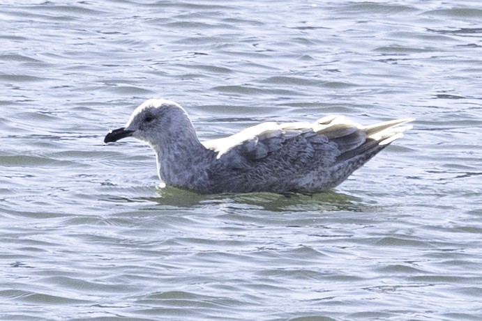 Glaucous-winged Gull - ML530367381