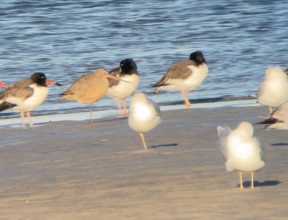 Marbled Godwit - ML530367931