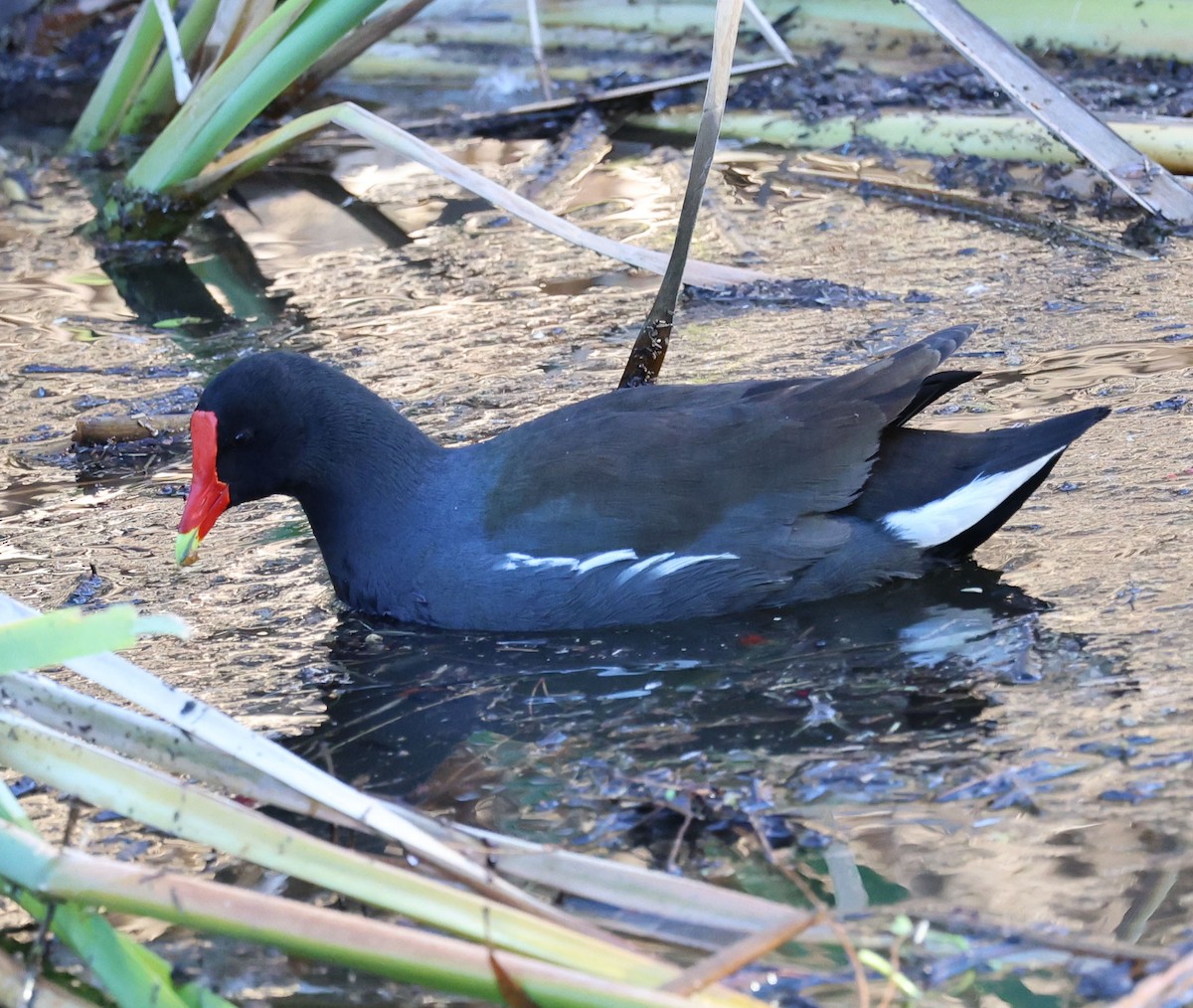 Common Gallinule - Diane Etchison