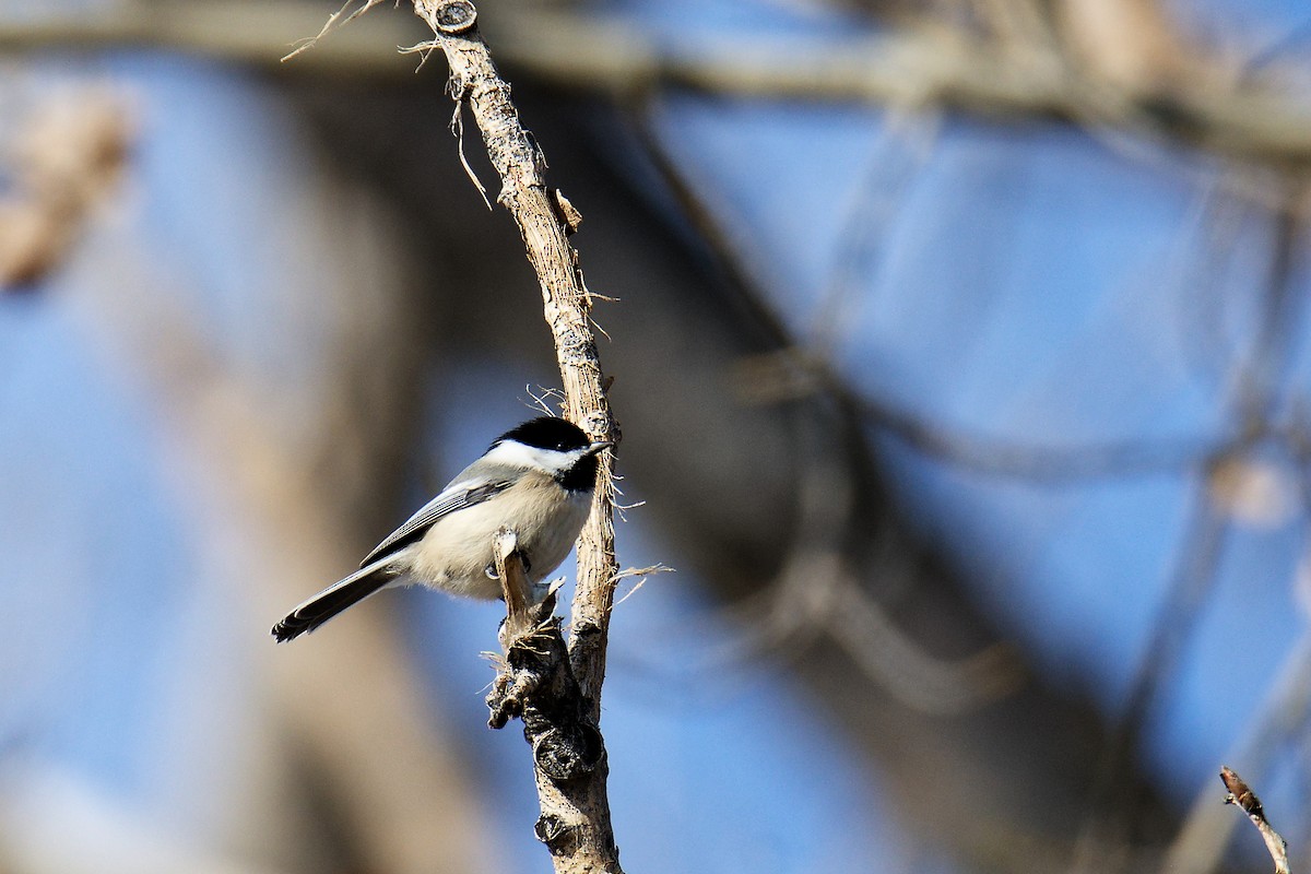 Black-capped Chickadee - ML530369111