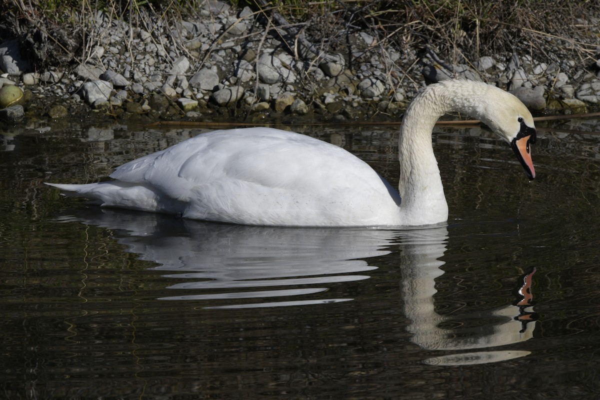 Mute Swan - Mark Golan