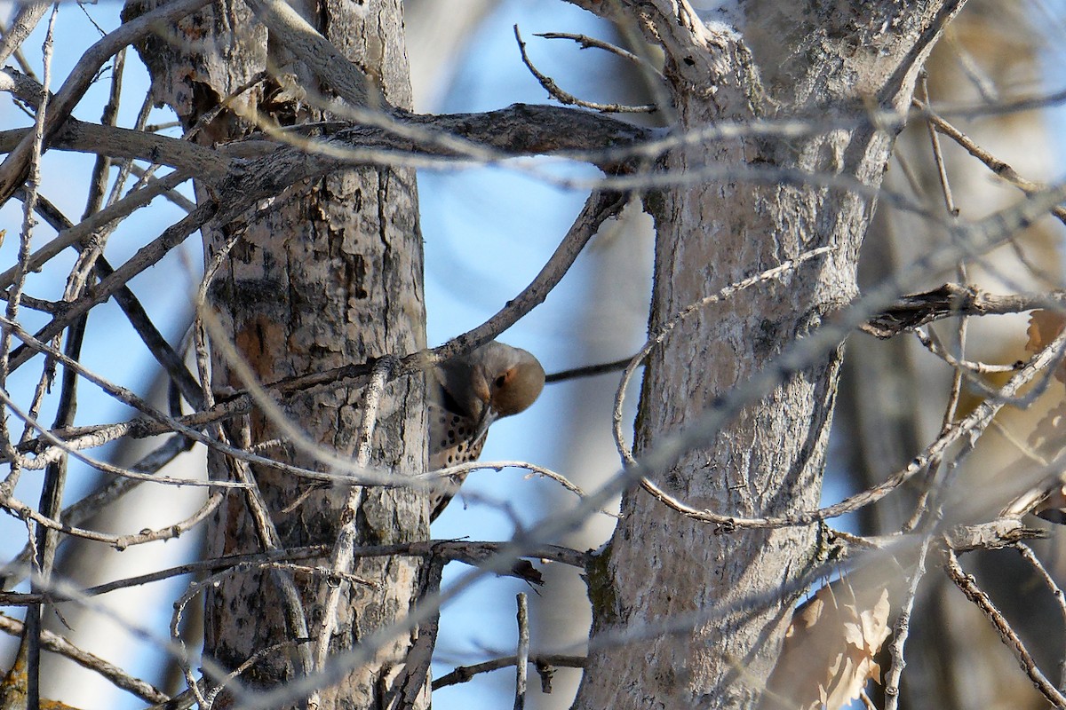 Northern Flicker - ML530369151