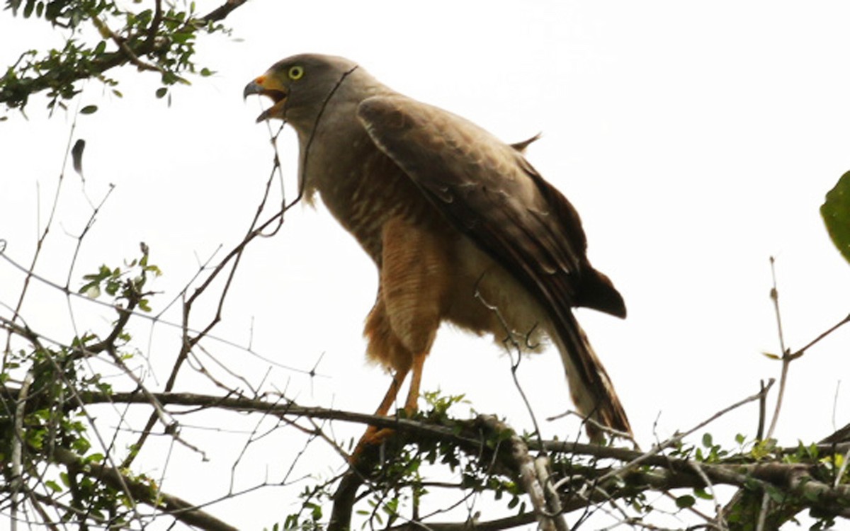 Roadside Hawk - ML53036961