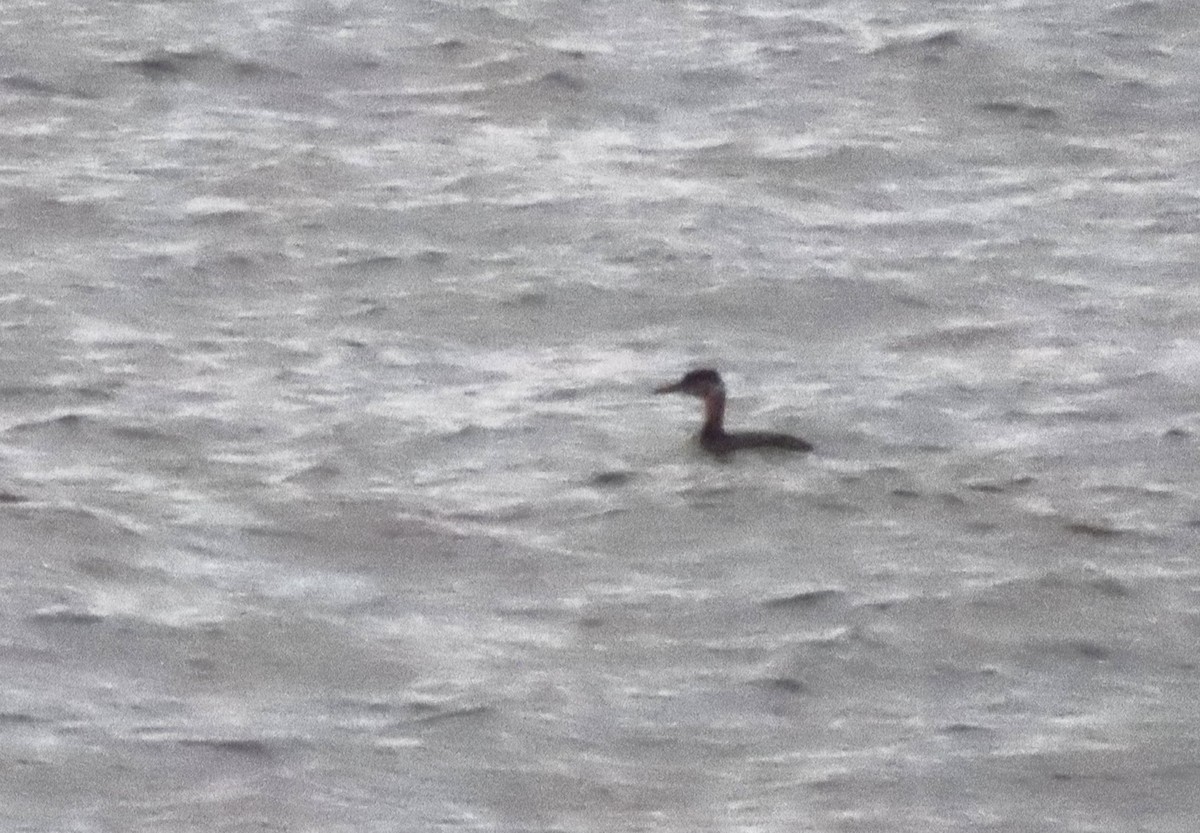 Red-necked Grebe - ML530369941