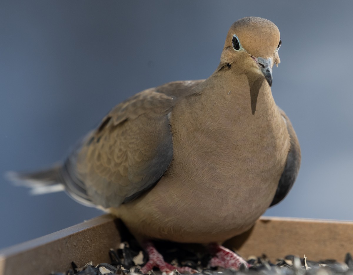 Mourning Dove - Ken Milender