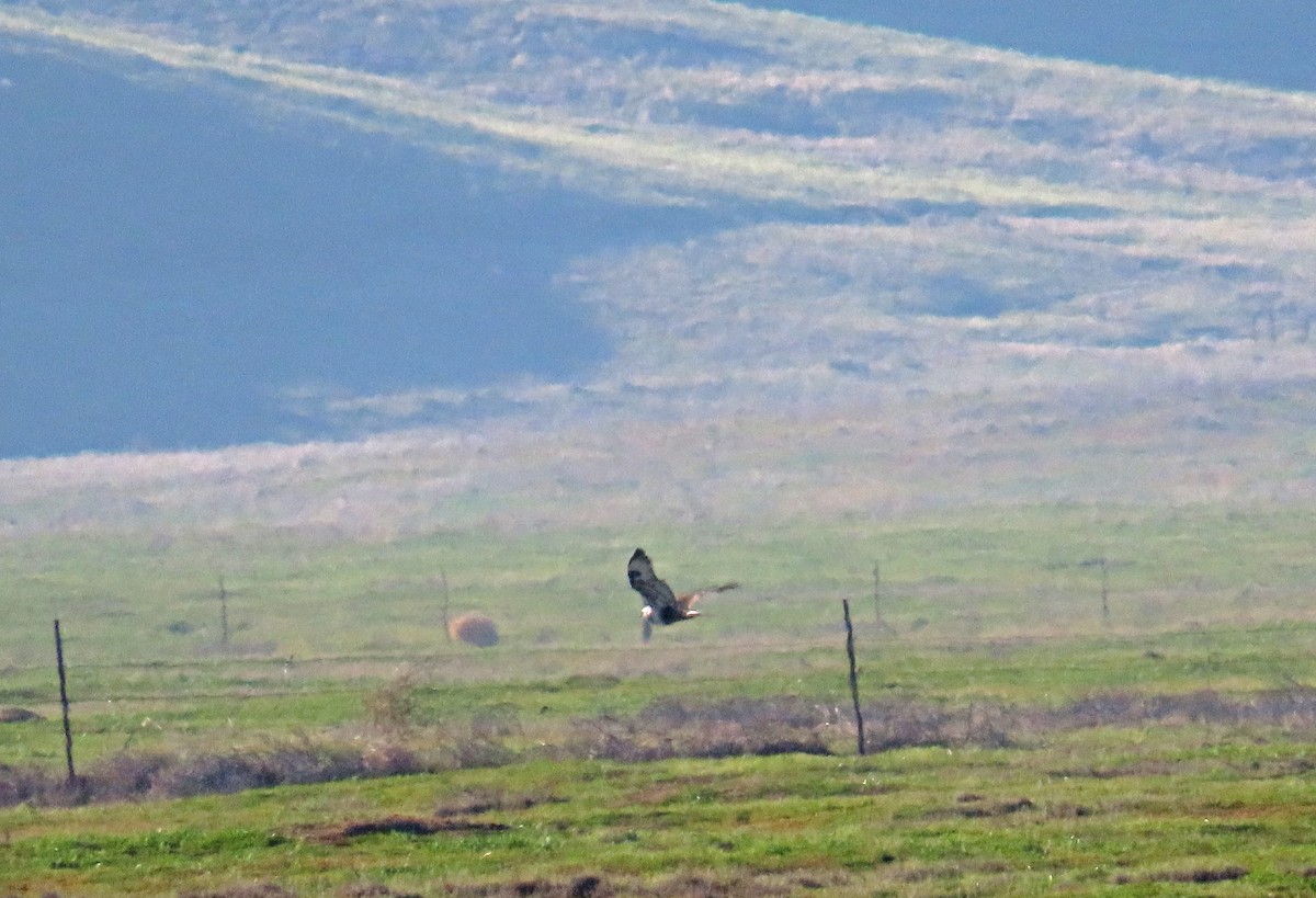 Rough-legged Hawk - ML530371081